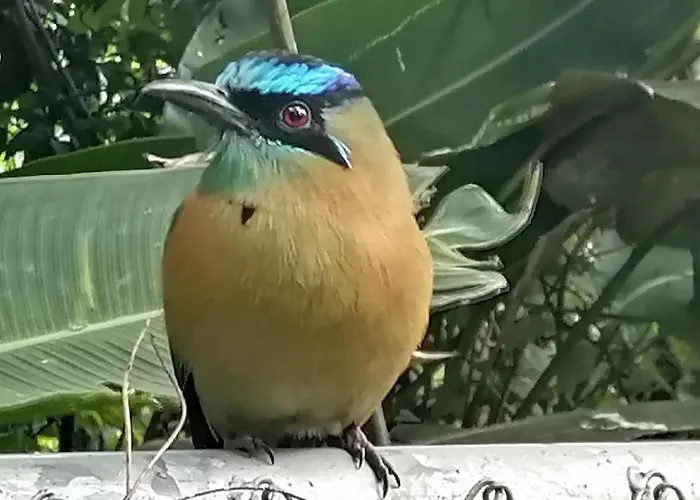 Casa Colibri, Monteverde Hébergement de vacances *